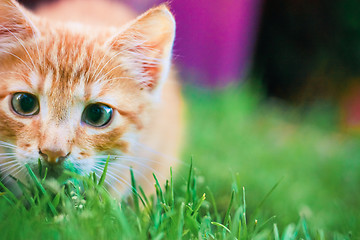 Image showing Young kitten is hunting on green grass