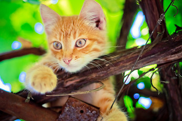 Image showing Young kitten sitting on branch