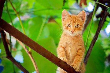 Image showing Young kitten sitting on branch
