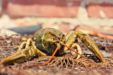 Image showing The crawfish in fishing network