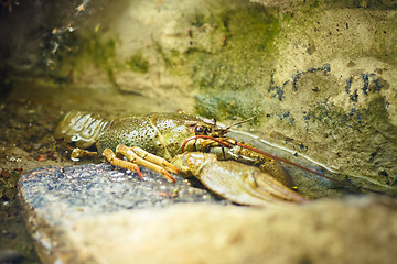 Image showing The crawfish on a stone