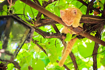 Image showing Young kitten sitting on branch