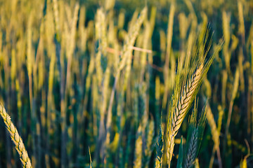 Image showing Green barley ears