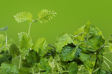 Image showing Fresh green mint