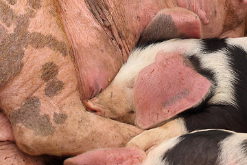 Image showing piglets suckling their mother lying on the straw