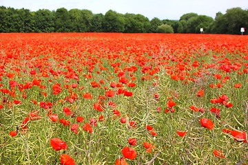 Image showing Fields of poppies in spring in France