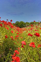 Image showing Fields of poppies in spring in France