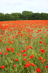 Image showing Fields of poppies in spring in France