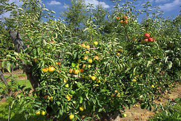 Image showing apple trees loaded with apples in an orchard in summer