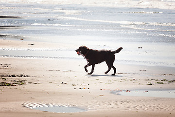 Image showing brown labrador playing on a sandy beach