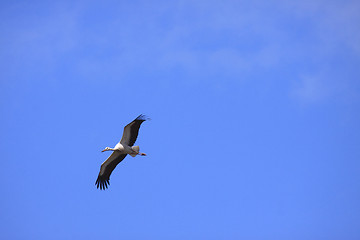 Image showing large stork flying in a blue sky