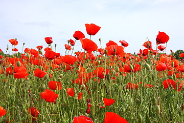 Image showing Fields of poppies in spring in France