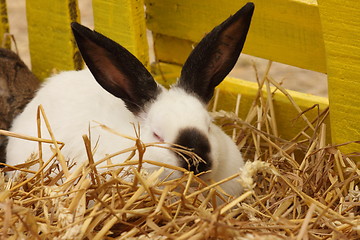 Image showing close-up of a white rabbit farm in the straw