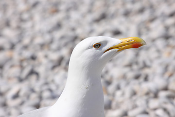 Image showing portrait of a seagull on shingle beach