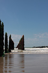 Image showing mussel sea on the coast of opal in France Bouchot