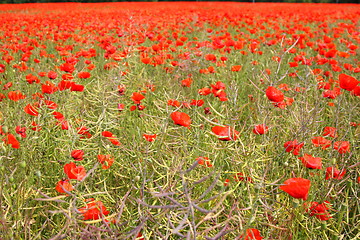 Image showing Fields of poppies in spring in France