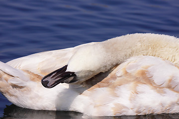 Image showing a young mute swan make her toilet. his attitude is soft