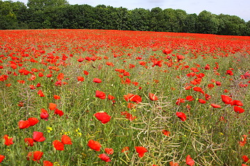 Image showing Fields of poppies in spring in France