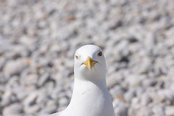 Image showing portrait of a seagull on shingle beach