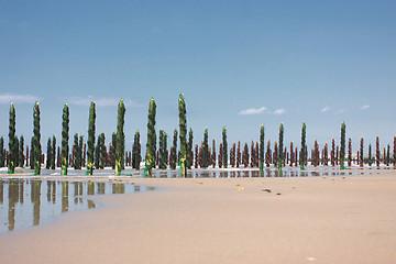 Image showing mussel sea on the coast of opal in France Bouchot