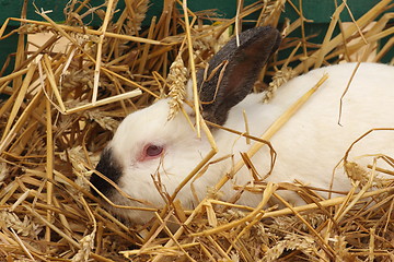 Image showing close-up of a white rabbit farm in the straw