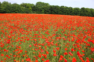 Image showing Fields of poppies in spring in France