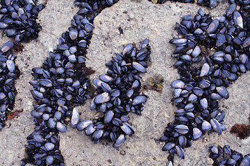 Image showing Mussel Rows