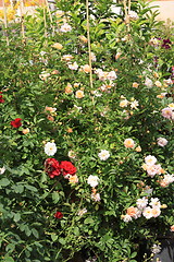 Image showing Market of flowers in spring in France