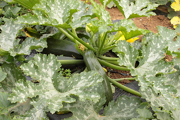 Image showing Green Zucchini with flowers in vegetable garden