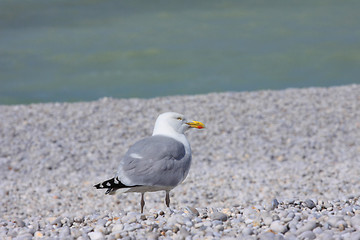 Image showing portrait of a seagull on shingle beach