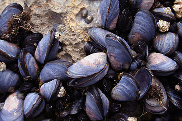 Image showing Mussels Closeup