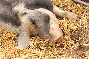 Image showing close up of a very big pig pink and black