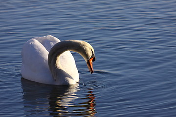 Image showing Wild swan mute on its lake in France.