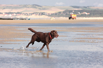 Image showing brown labrador playing on a sandy beach