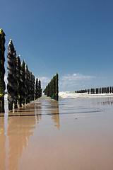 Image showing mussel sea on the coast of opal in France Bouchot