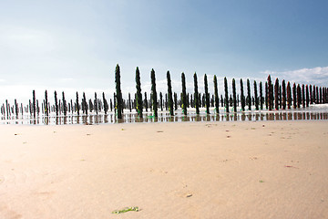 Image showing mussel sea on the coast of opal in France Bouchot