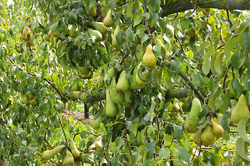 Image showing pear trees laden with fruit in an orchard in the sun