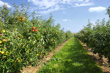 Image showing apple trees loaded with apples in an orchard in summer