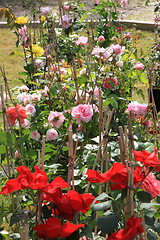 Image showing Market of flowers in spring in France