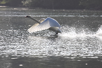 Image showing Landing of a swan mute in france