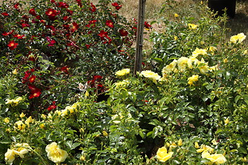 Image showing Market of flowers in spring in France