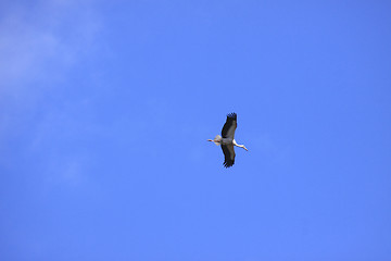 Image showing large stork flying in a blue sky