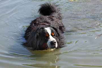 Image showing Bernese mountain dog beautiful swimming in the lake water (bouvier nernois)