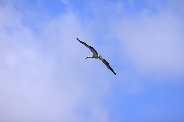 Image showing large stork flying in a blue sky