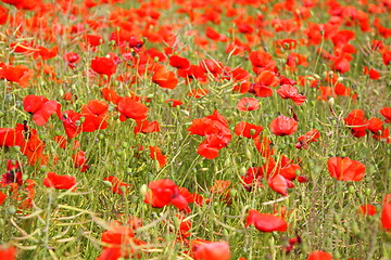 Image showing Fields of poppies in spring in France