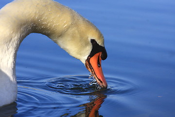 Image showing Wild swan mute on its lake in France.