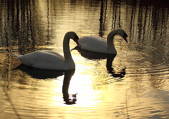 Image showing Wild swan mute on its lake in France.