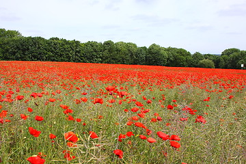 Image showing Fields of poppies in spring in France