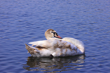 Image showing a young mute swan make her toilet. his attitude is soft