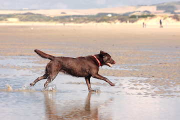 Image showing brown labrador playing on a sandy beach